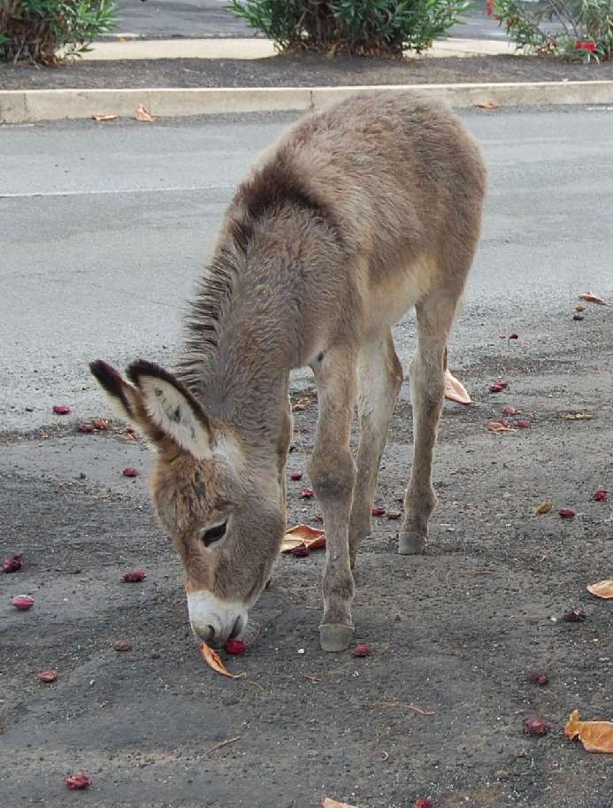 Donkey eating fruit off the ground