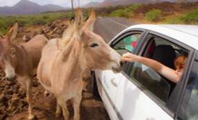 Ascension Island Wildlfe Eating Out of Hand of Car Rider
