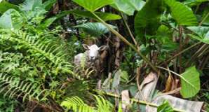 Ascension Island Wildlife