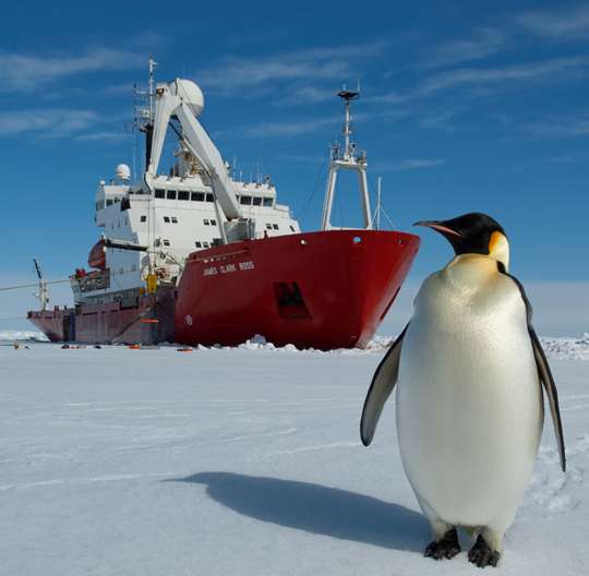 The John Clark Ross in the Weddell Sea with a well-fed King Penguin